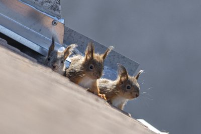 Orav poegadega katusel toimetamas