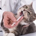 Kui tihti soovitavad veterinaarid kassiga arsti juures käia?