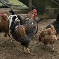 Väikesed linnufarmid saavad bioohutusnõuete täitmiseks toetust taotleda