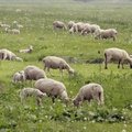 Saaremaalt läheb sel aastal ekspordiks ligemale 900 lammast