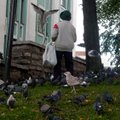 Читатель: многие даже и не слышали, что птиц в Таллинне кормить запрещено!