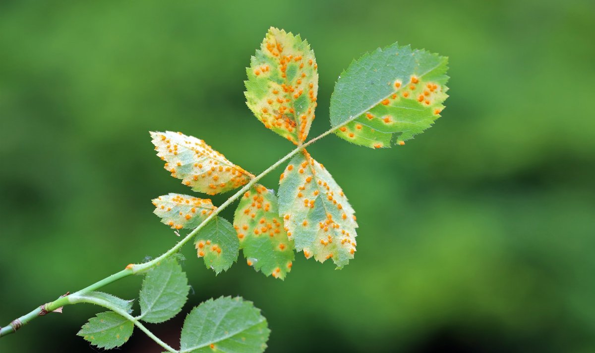 Roosi-tõlvrooste (Phragmidium tuberculatum).