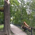 Fotod: torm murdis puid ka Tartu kaitsealuses Toomemäe pargis