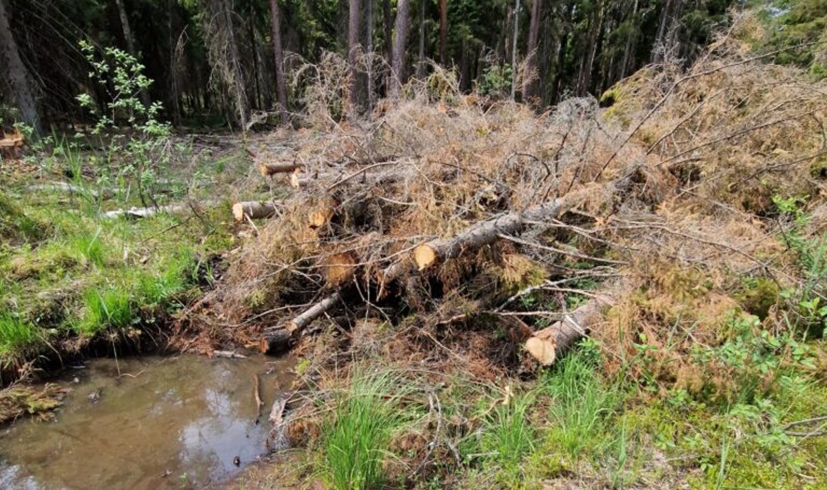Metsaaladel tuleb soo taastamiseks puud raiuda või kuivavad need ise tänu muutunud veerežiimile. 