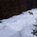 Необычный случай: волки задрали пони на конюшне под Таллинном
