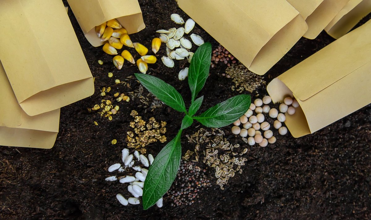 Seemnetele kehtestatud reeglid on selleks, et turustataks terveid ja sordile vastavaid seemneid.