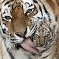 Tallinna loomaaias lõhkus amuuri tiiger oma sisepuuri võre