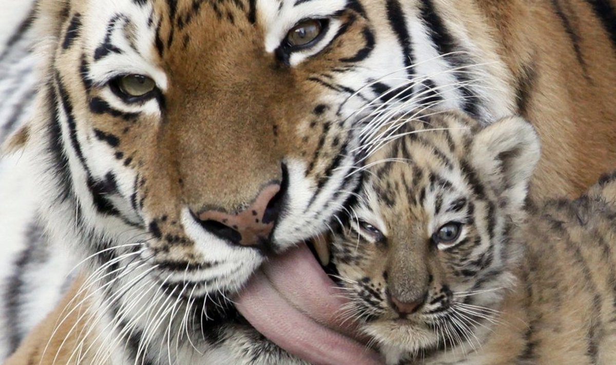 Amuuri tiiger poegadega. Pilt on Illustreeriv.