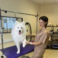 KUULA | Käpake koertesalongi groomer: mulle meeldib vaadata kliendi reaktsiooni, kui ta tuleb oma lemmikule järele