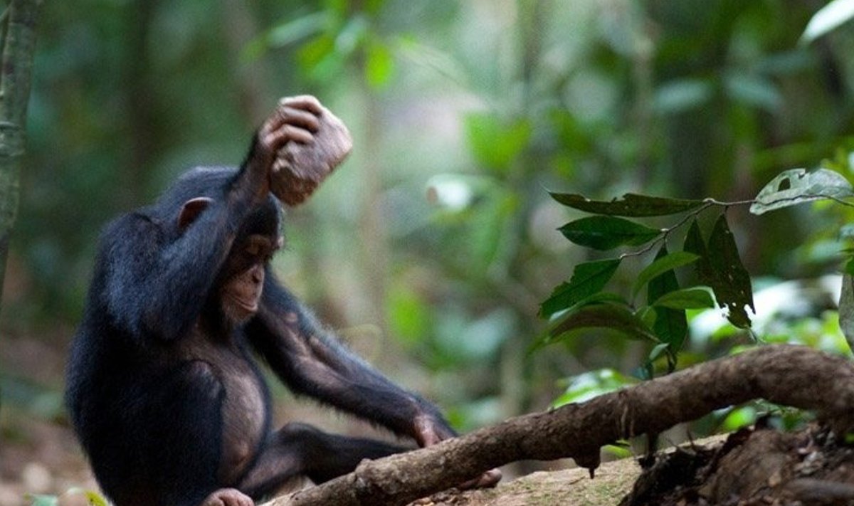 Lääne-Aafrika šimpansitel, kes kiviga pähklikoori purustavad, on õnnestunud kivitööriistade kasutamise tehnikat üle mitme põlvkonna pärandada.