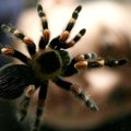 FOTOD: 7 kõige hirmsamat ämblikku, kellega sa kohtuda ei tahaks