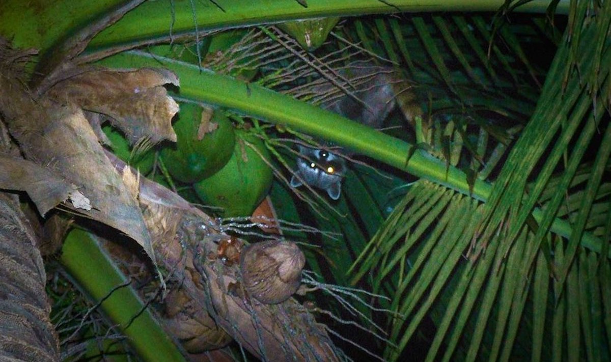 Tont või pesukaru: Palmipuu ladvast seirab särav silmapaar. (Toomas Mikkor)
