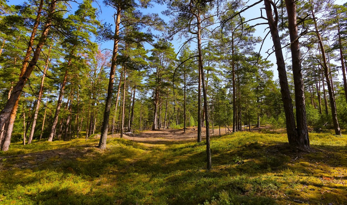 VÕITLUS METSA ÜLE: Pärnumaal Võistes asub mets, mille raiumise takistamiseks pidi kohus rakendama esialgset õiguskaitset.