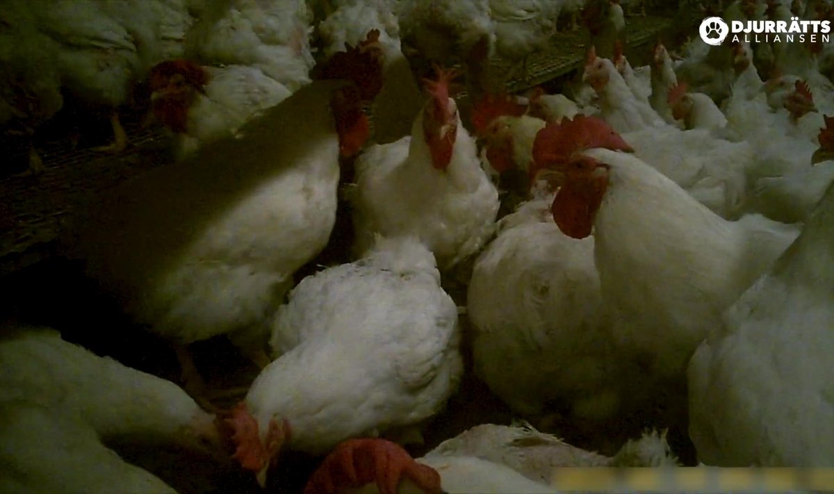 Aviageni kanafarm