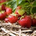 Sügisel rajatud maasikapeenar annab juba järgmisel jaanipäeval maitsvaid marju
