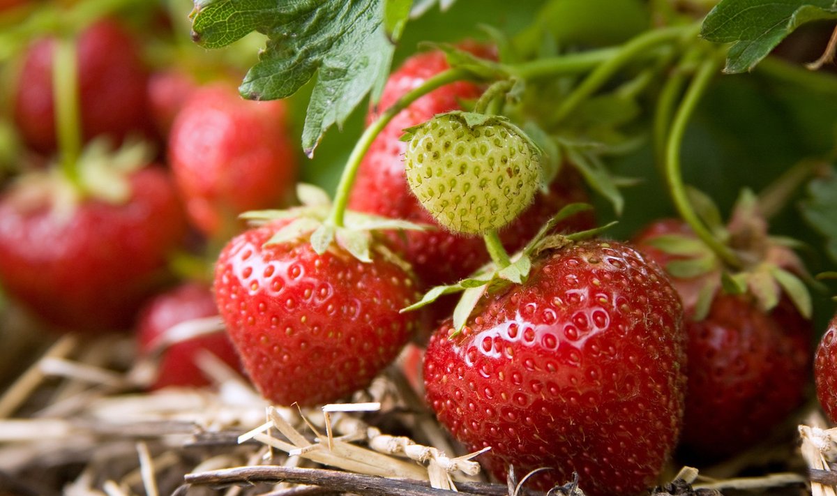 Kasutage maasikapeenral peenravaipa või mingit kuiva materjali multšina, siis püsivad marjad terved ja puhtad.