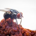 Kärbsed pole vaid tüütult pirisevad putukad, nad ohustavad tervist