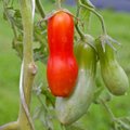 PROOVI KINDLASTI | Uued tomatisordid, mille erakordne maitse muudab sinu arusaamist tomatitest täielikult