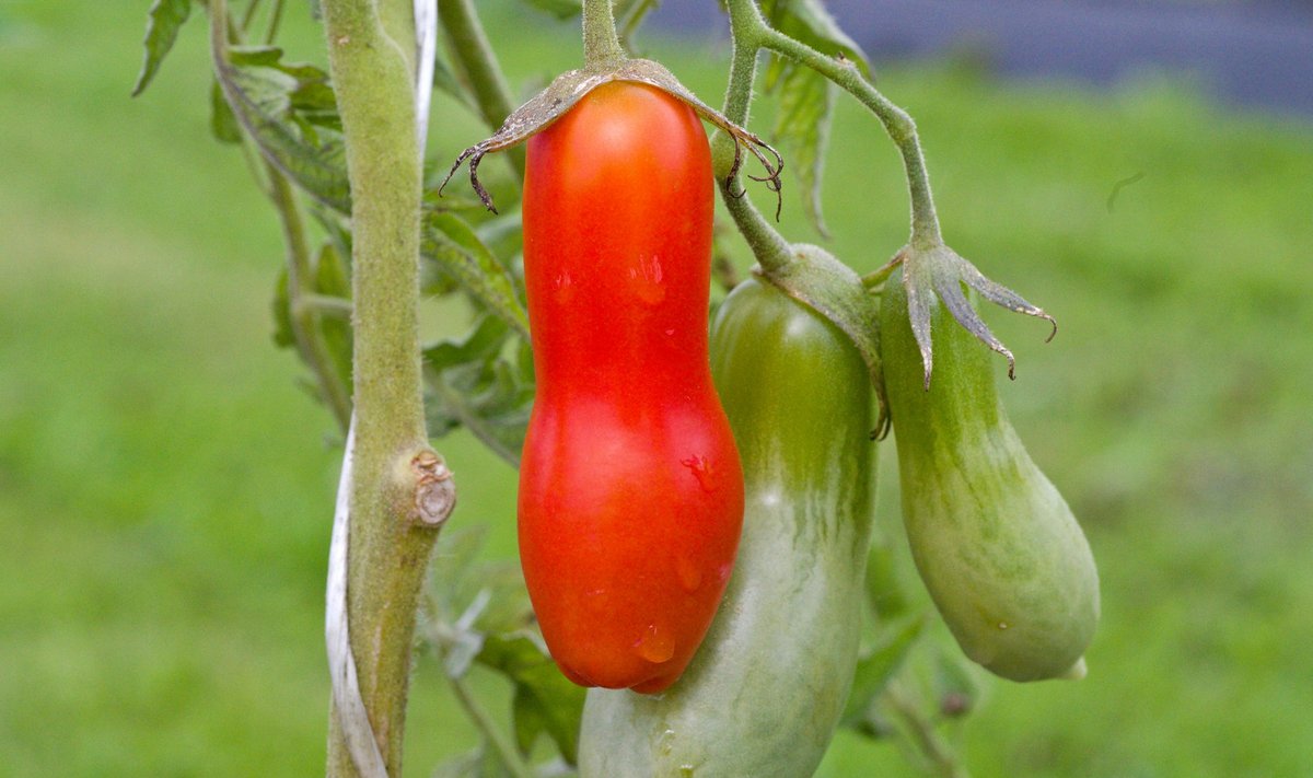 ‘Strelka/Arrow’ on indeterminantne keskvalmiv huvitava kujuga tomat. Selle taime viljad on küllaltki suured, võivad kaaluda isegi 200 g. Tomat on mahe, küllaltki magusa maitsega ja sel pole ülearu palju seemneid. Suurepärane põhi mitmesugustele kastmetele. Haiguskindlus ja saagikus on head – tasub proovimist.