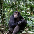 Uuring: Šimpansite jahikäitumine võib oleneda inimese kohalolust