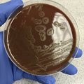 Kui surmav oleks maavälist päritolu bakter inimesele?