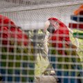 "У птиц вывернуты когти и сломаны клювы": Zoo Planet обвиняют в неподобающем содержании животных
