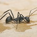 Sipelgate ühiskonnas puudub karjääriredel, on hoopis karjääriauk, kuhu kukkuda