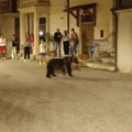 В Италии убили любимую всеми медведицу Амарену — у местного жителя не выдержали нервы, город возмущен