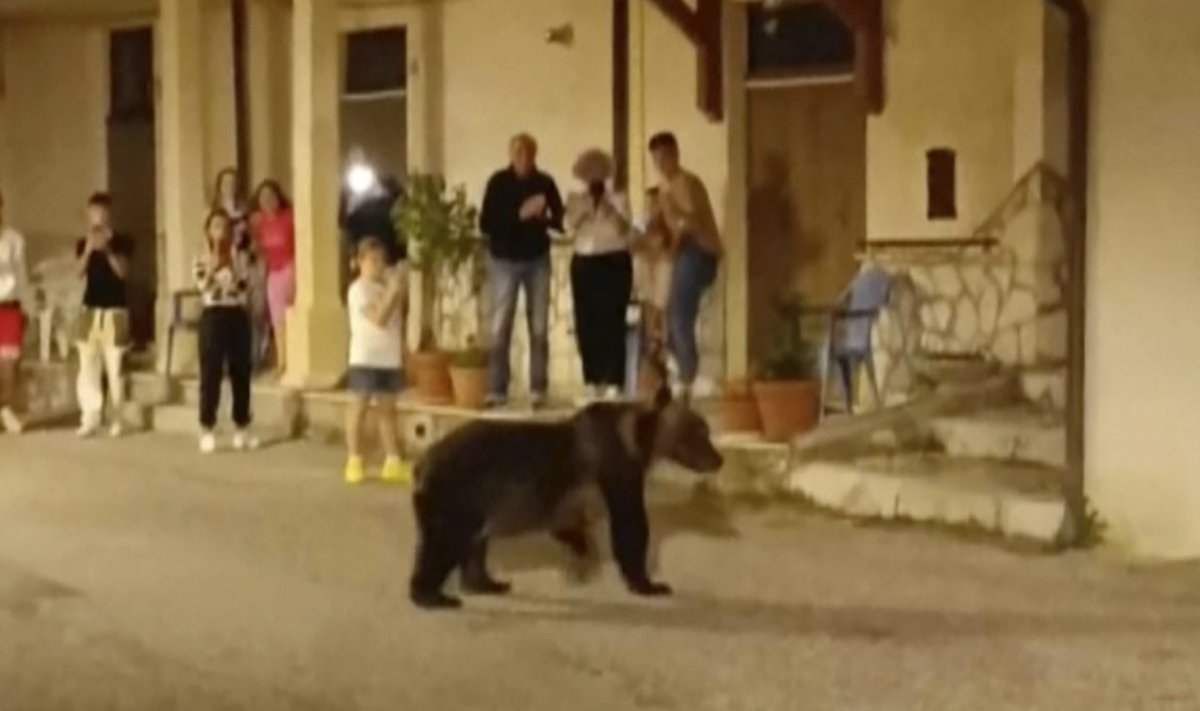 Italy Killed Bear