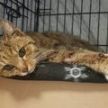 Head uudised! Surnud looteid kandnud peremeheta kass paraneb operatsioonist ja tänab abistajaid