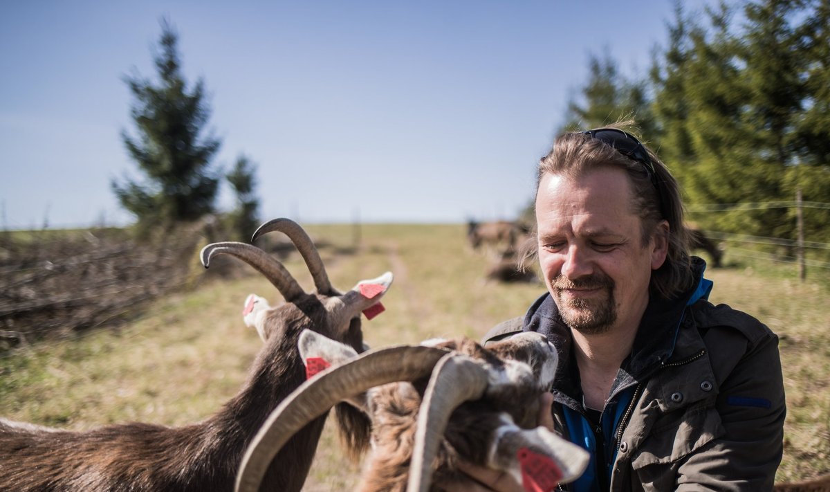 Ole Hütt tunneb kõiki oma kitsi nägu- ja nimepidi.