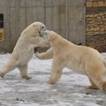 Kurb uudis: Tallinna loomaaias pikisilmi oodatud jääkarupoeg suri pärast sündimist