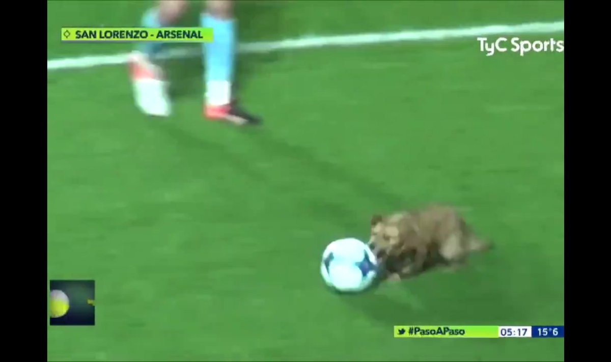 Koer jalgpallimängul