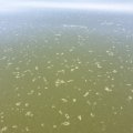 Департамент здоровья предостерегает: на пляжах северного побережья распространились сине-зеленые водоросли