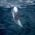 INTERVJUU | Mart Jüssi selgitab, kuidas delfiin meiekandi vetesse jõuab ja siin toime tuleb