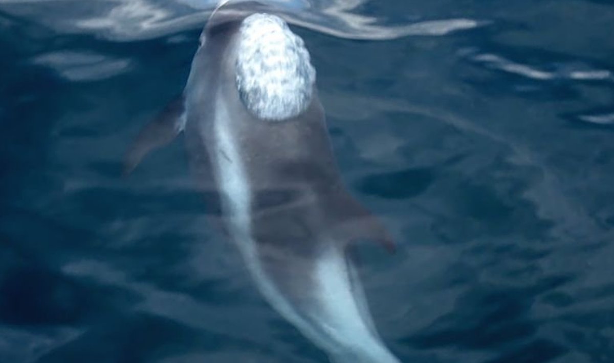 Illustratiivne pilt delfiinist hingamas (Wikimedia Commons / Andreas Tille)