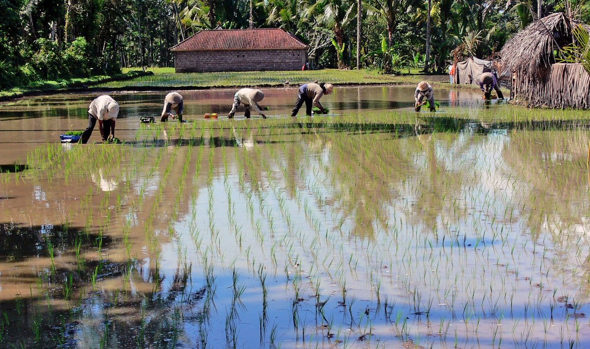 Indoneesia riisikasvatajad