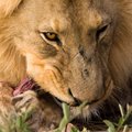 Жители Намибии отравили самых знаменитых львов страны