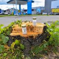 FOTOD | Väikelinnad tühjenevad rohelusest: nagu Haapsaluski, on Viljandis hulgi puid maha võetud
