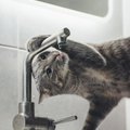 ВИДЕО | Кот разорил хозяина своей любовью к туалету