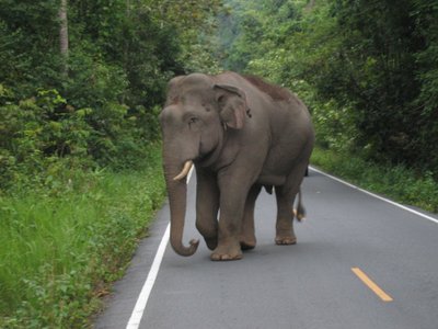 Metsik elevant Põhja-Tai rahvuspargis