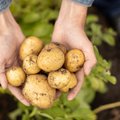 Neli võimalust, kuidas saada eriti vara värsket kartulit, juba enne jaanipäeva