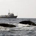Jaapan astub välja rahvusvahelisest leppest ja asub seadustama vaalade kommertspüüki