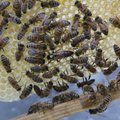 Mesitarude arv kasvab, mesinike arv kahaneb