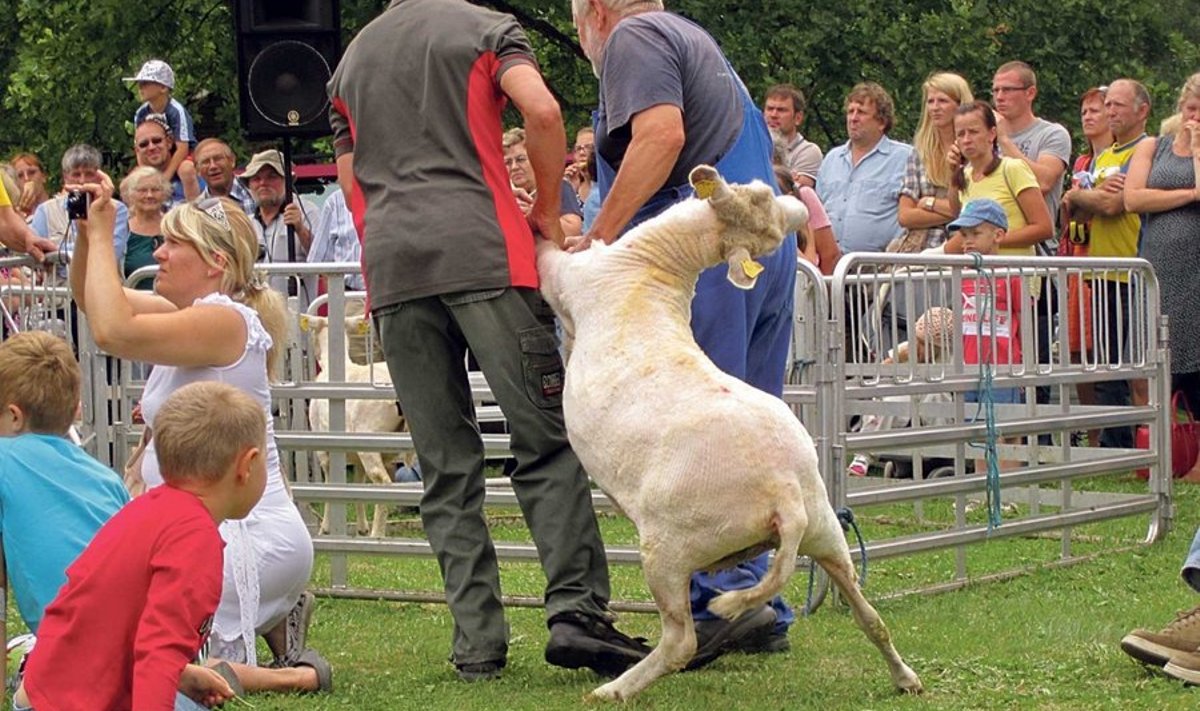Esimene lammas, kes pügaja haardest pääses, hüppas lavalt rahva sekka. Tema aedikusse talutamiseks läks vaja mitme mehe jõudu.