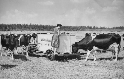 Viisu sovhoosi piimakari kultuurkarjamaal automaatjootja juures 1957. aastal.