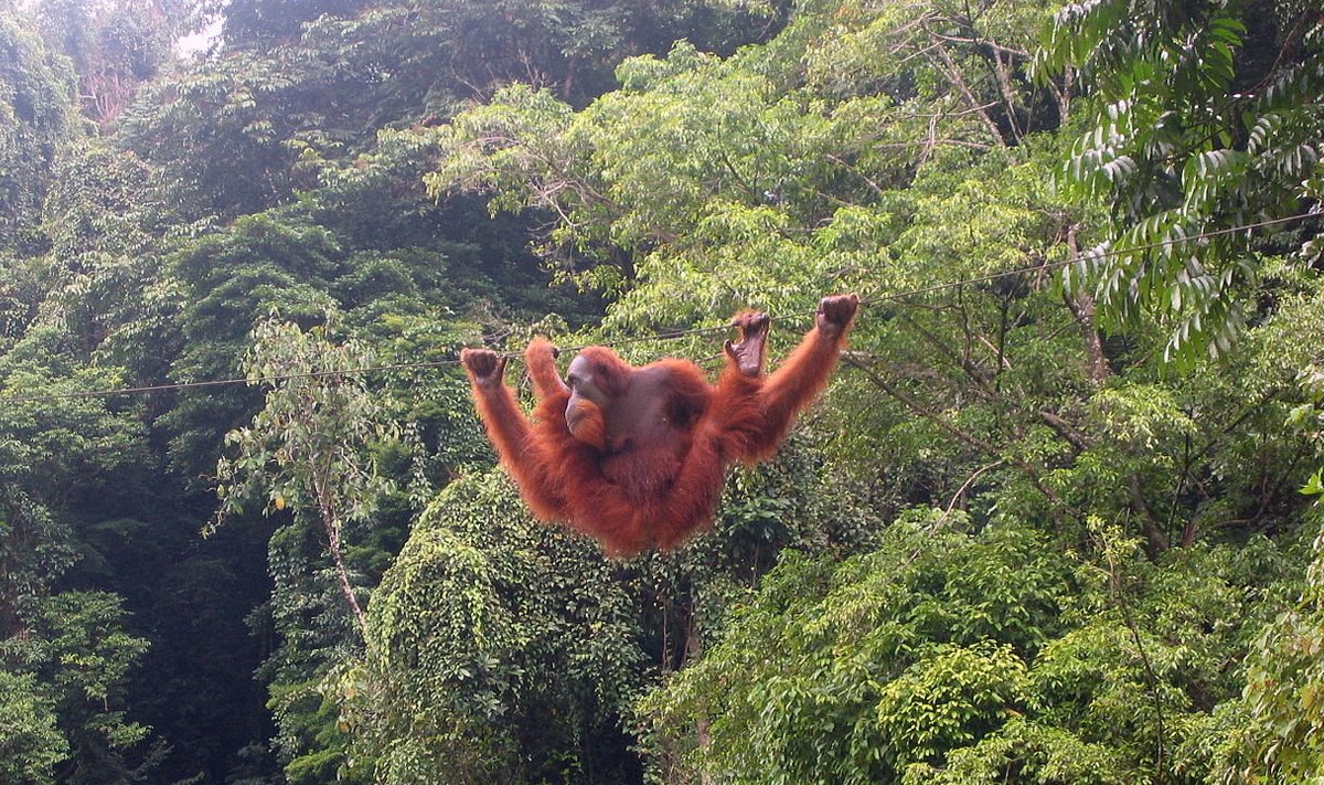Hiljuti avastati, et orangutaniliike pole mitte kaks nagu seni teati, vaid hoopis kolm. (Foto: Wikimedia Commons / Tbachner)