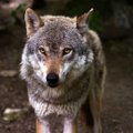 В Литве зафиксированы случаи нападения волков на людей. В Эстонии и Латвии пока все не так страшно