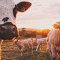 Pärilik kõhumikroobide komplekt määrab lehma produktiivsuse ja "heitgaaside" rohkuse