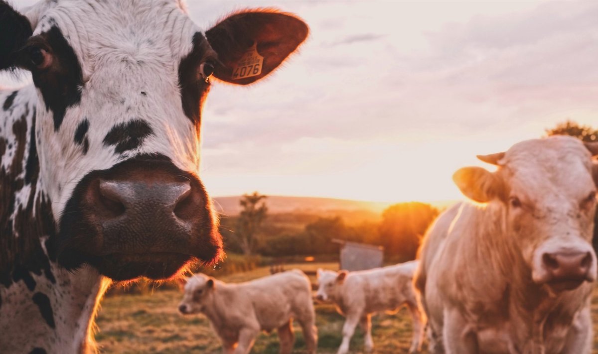 Lehmade röhitsuses on rohkem metaani kui peerus